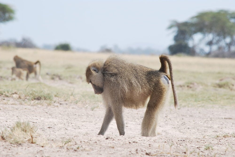 Baboon (Papio cynocephalus) in Amboseli, Kenya