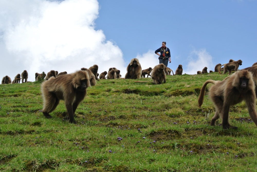 September 2014 (rainy season): Graduate student Elizabeth Tinsley Johnson recording the behaviors and vocalizations of female geladas as the band forages during the day. Photo by J. C. Beehner.