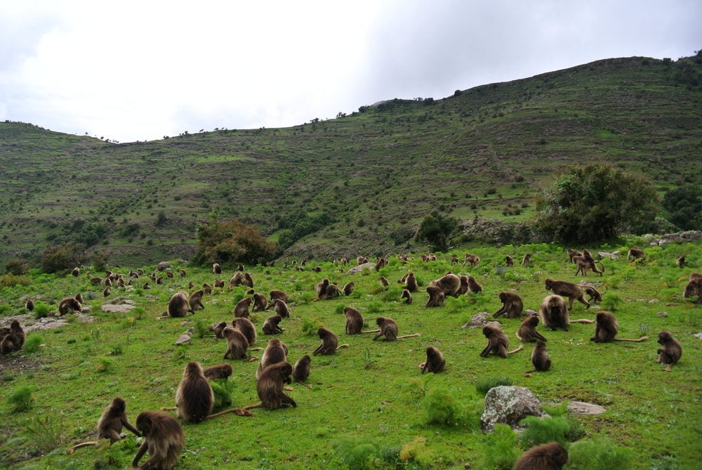 July 2014 (rainy season): A large band of geladas spends the last minutes of daylight foraging before heading back down to the safety of the cliffs to sleep. Photo by E. Tinsley Johnson.