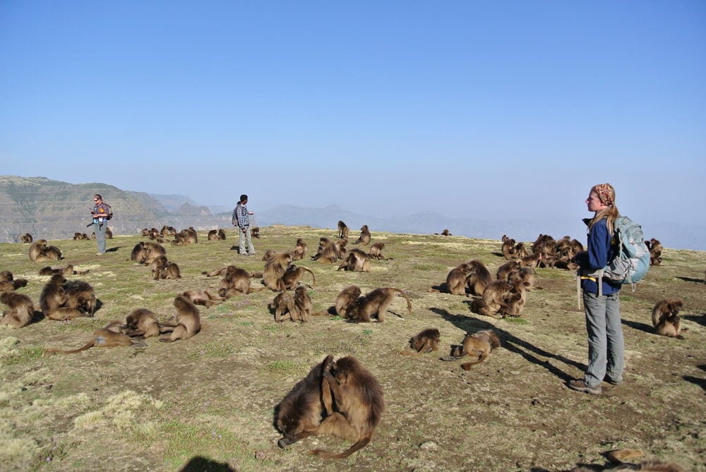 May 2014 (dry season): Geladas come off the cliffs, where they sleep at night, and regroup at the top. They often take an hour or so to socialize and rest before heading off to forage. Pictured (left to right): graduate student Morgan Gustison; field assistant Esheti; field manager Megan Gomery. Photo by E. Tinsley Johnson.