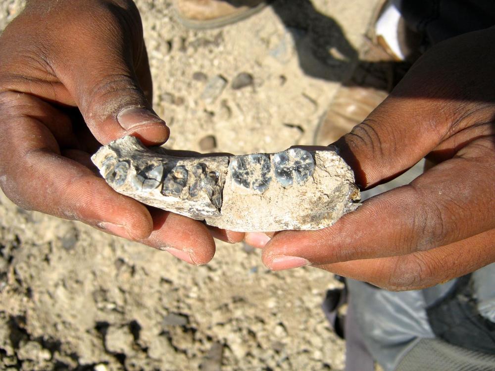 A close up view of the fossil  just steps from where it was discovered by Chalachew Seyoum. Photo by Brian Villmoare.