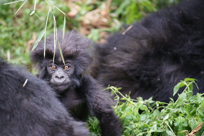A baby mountain gorilla born today has never known a pristine environment free of threat from people. Bradford Duplisea CC BY-NC-ND