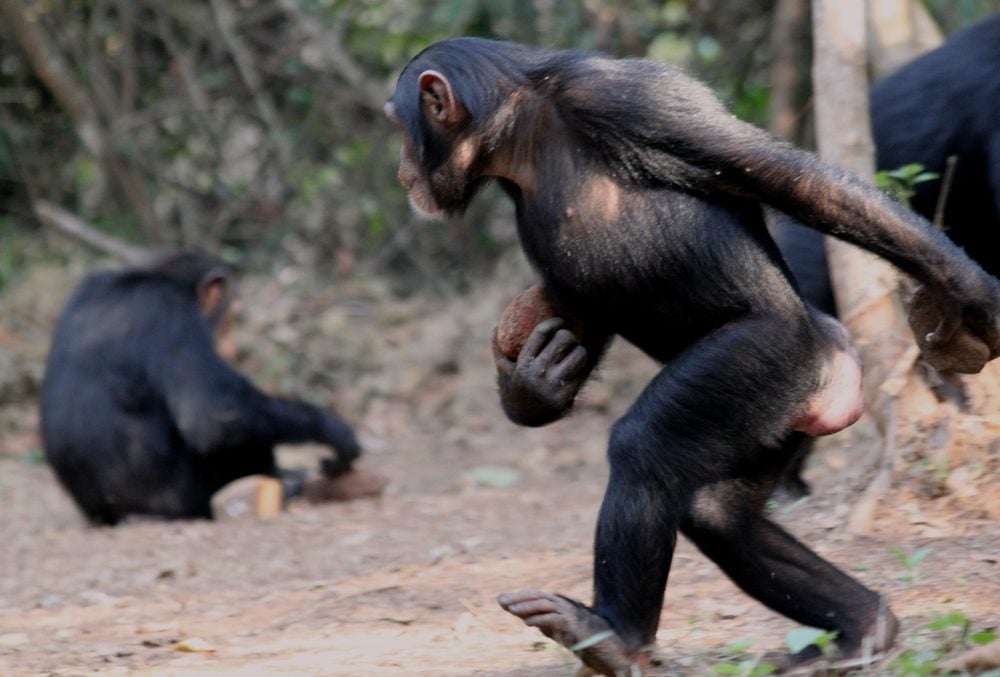 Chimpanzee in Bossou demonstrates how to carry nuts and stone tools with just two feet on the ground. Jules Dore CC BY-NC-ND