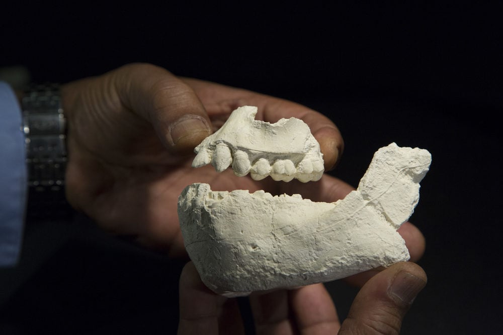 Casts of the jaws of Australopithecus deyiremeda, a new human ancestor species from Ethiopia, held by principal investigator and lead author Dr. Yohannes Haile-Selassie of The Cleveland Museum of Natural History. Photo credit: Laura Dempsey.