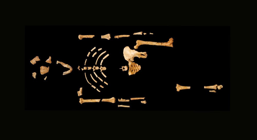 Lucy Australopithecus afarensis AL 288-1. Image via Wikimedia Commons.