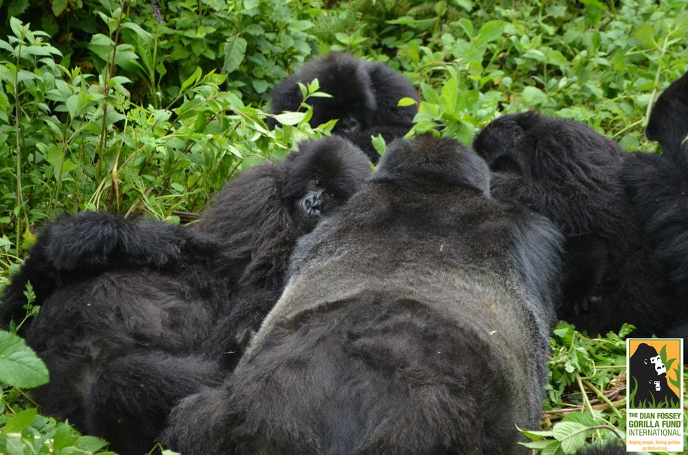 Copyright:  Dian Fossey Gorilla Fund International