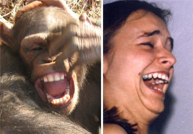 Open mouth expressions of silent and audible laughter in chimpanzees and humans. Image from PLOS ONE paper. Davila-Ross et. al.