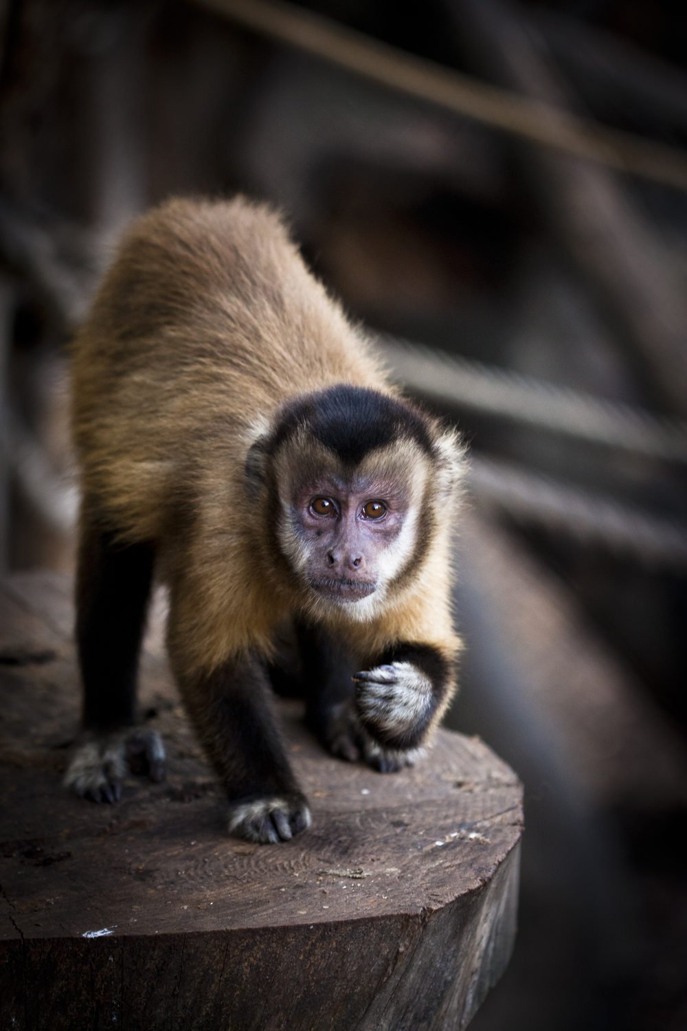 Quincy, an adult female capuchin monkey (Sapajus spp.). Quincy is one of the 24 capuchins hosted in four groups at the Unit of Cognitive Primatology of the Istituto di Scienze e Tecnologie della Cognizione, CNR, in Rome, Italy, where the project “Emotional basis of primate reciprocity” is being carried out. Photo credit:  Sabrina Rossi