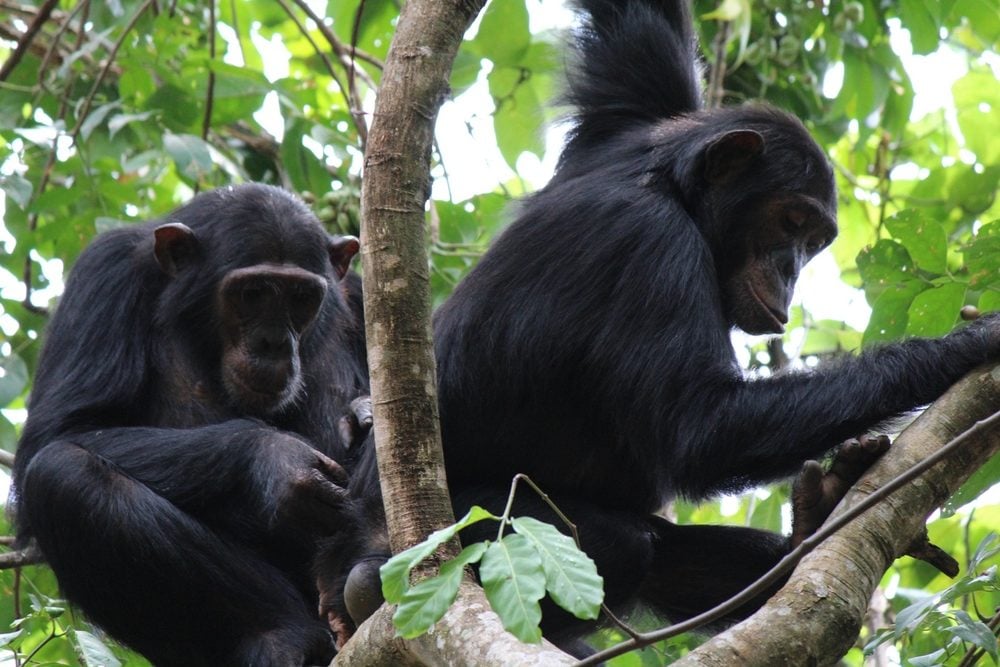 Immigrant female chimpanzees Chema and Rumumba, engaging in some quality, though rare, bonding time. Photo courtesy of gombechimpanzees.org.