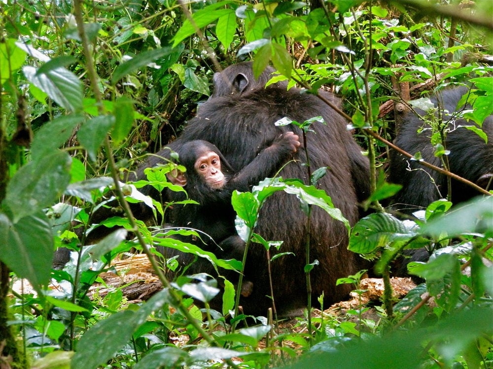 chimpanzees and baby chimpanzees