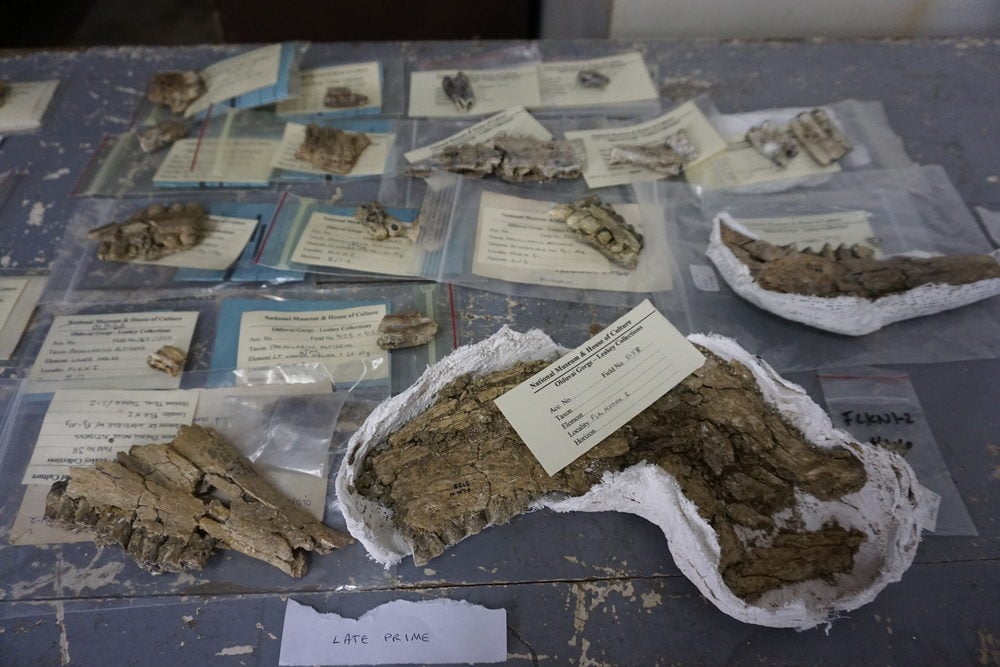 Parmularius altidens teeth at the National Museum in Dar es Salaam