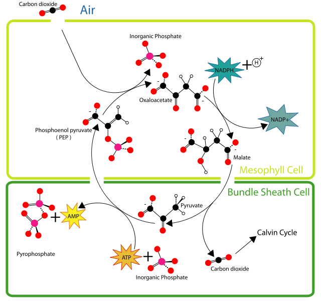 C4 Pathway (or Hatch-Slack Pathway)