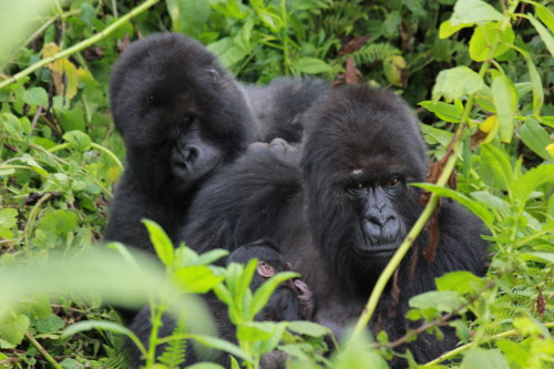 Copyright Dian Fossey Gorilla Fund International