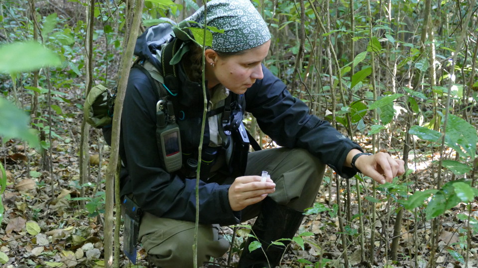 Corinne Ackermann collecting a urine sample from leaves