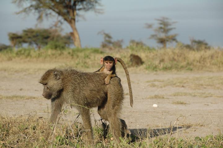 A four-month old infant baboon rides on its mother's back near Amboseli National Park in Kenya. Early adversity, such as losing a mother before age four, reduces adult life expectancy in wild baboons by up to ten years, researchers find.