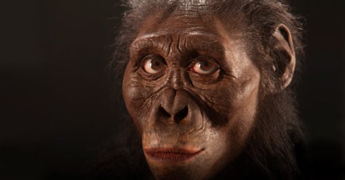 Lucy reconstruction by John Gurche. Photo courtesy of the Cleveland Museum of Natural History.