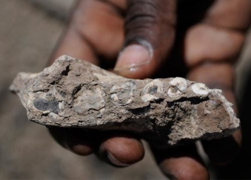 The left half of the lower jaw of Australopithecus deyiremeda (BRT-VP-3/14), a 3.5 to 3.3 million-year-old human ancestor species discovered by the Woranso-Mille project led by Dr. Yohannes Haile-Selassie, is discussed in a newly published review of African hominins from the middle Pliocene. Photo credit: Yohannes Haile-Selassie