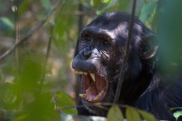 The Roots of Human Aggression - The Leakey Foundation