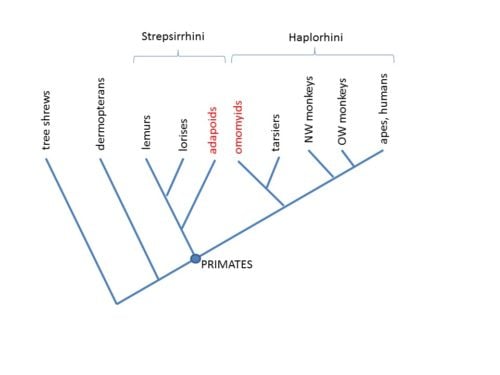 A simplified diagram showing evolutionary relationships among primates. NW, new world; OW, old world.