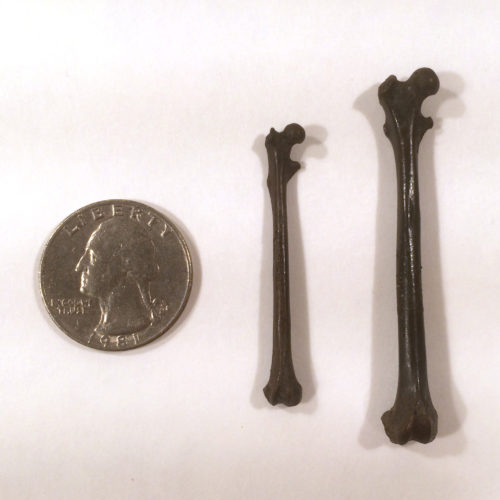 Fossilized bones found in a coal mine in Gujarat, India. A femur bone from Marcgodinotius, an adapoid, left; a femur bone from Vastanomys, an omomyid, right. U.S. quarter shown for size.