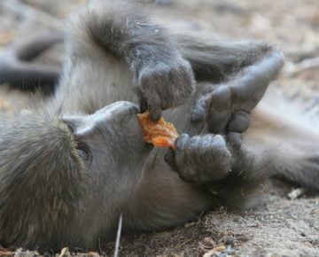 A juvenile female casually eats a novel food—a dried apricot.