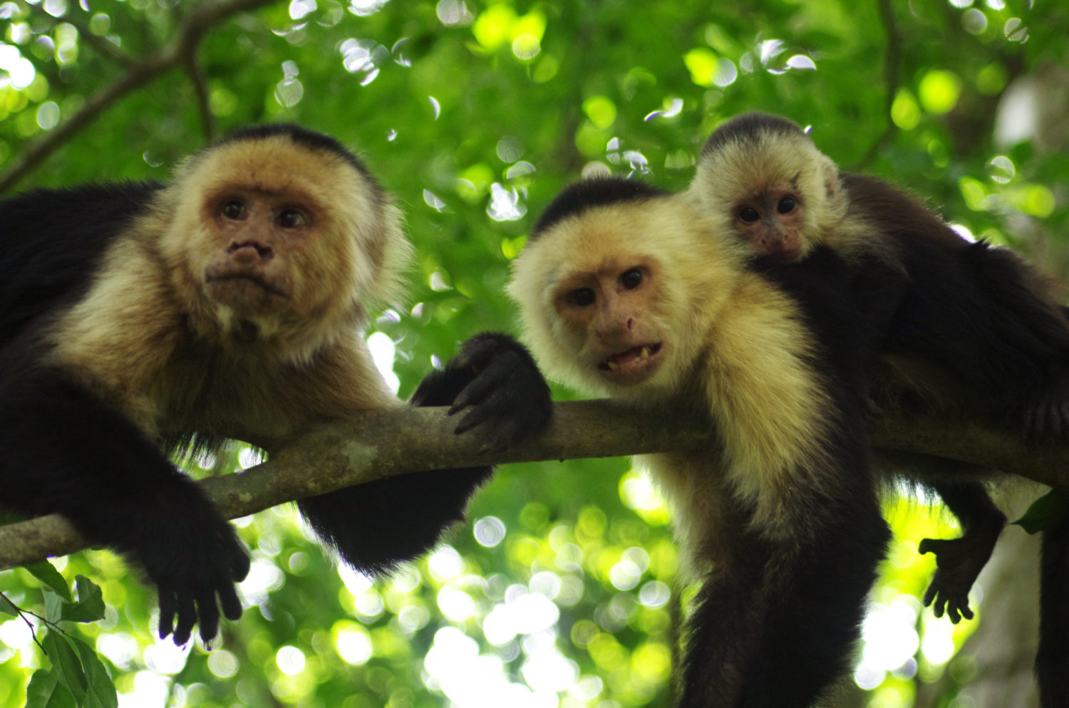 white capuchin monkey