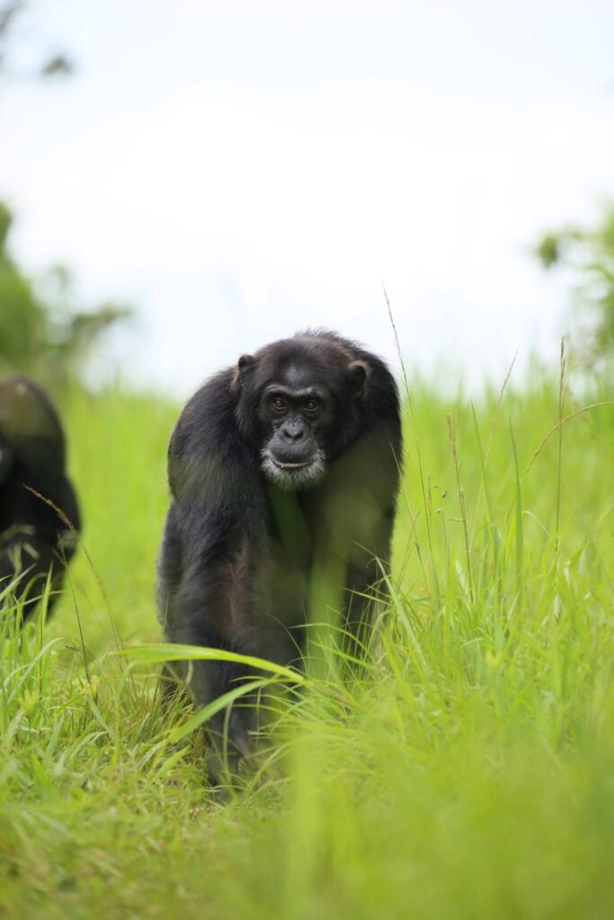 Wild chimpanzees on patrol at Ngogo, a long term primate field research project in Uganda. This site was a recipient of a Primate Research Fund emergency grant.