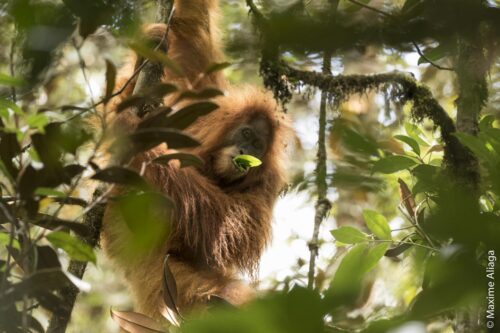 Scientists Discover New Orangutan Species The Leakey Foundation