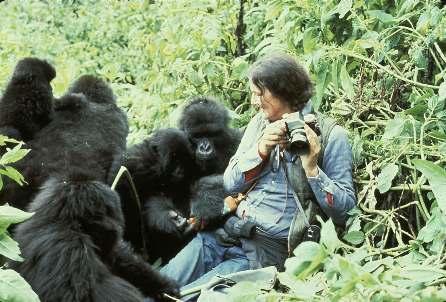 Dian Fossey surrounded by mountain gorillas.