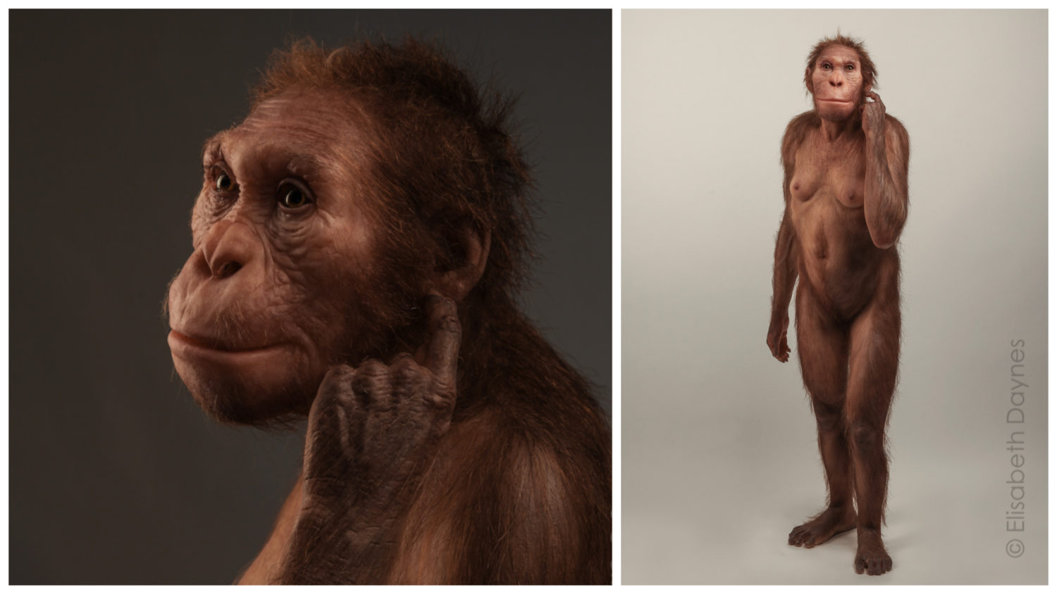 australopithecus africanus reconstruction