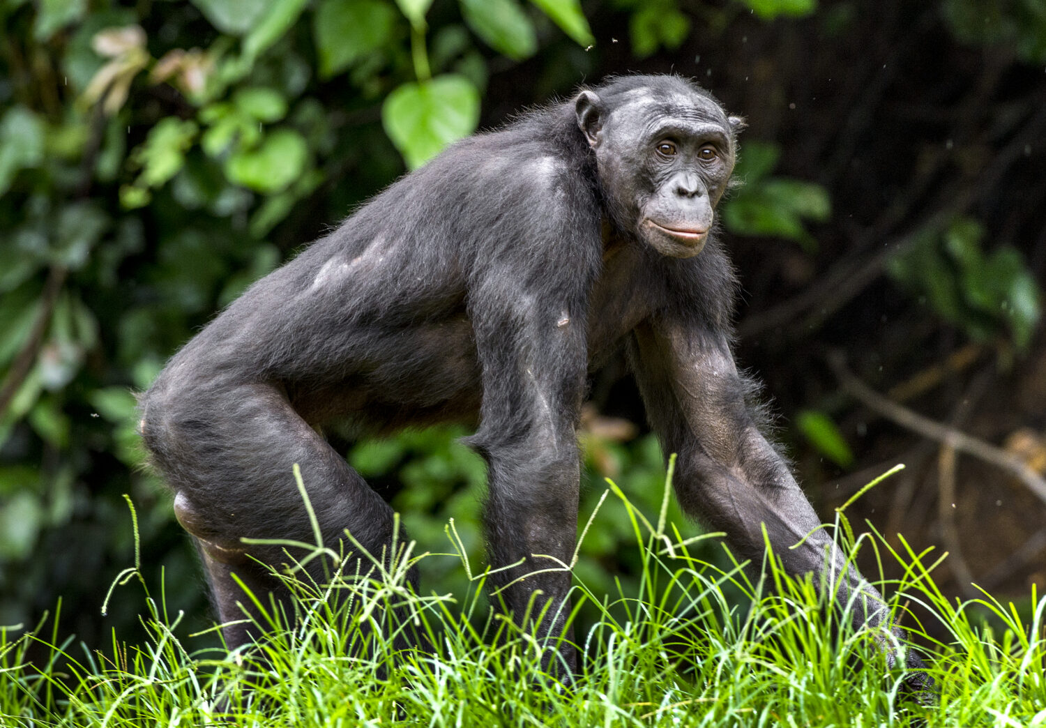 The Leakey Foundation Bonobo Mothers Meddle in Their Sons Sex Lives