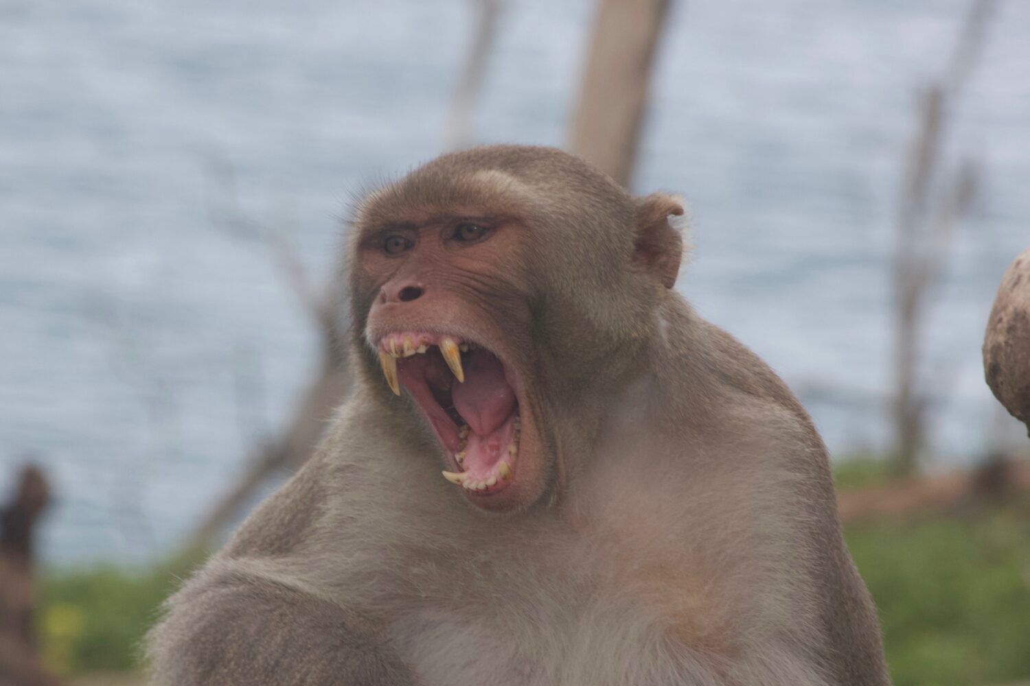 do monkeys have canine teeth