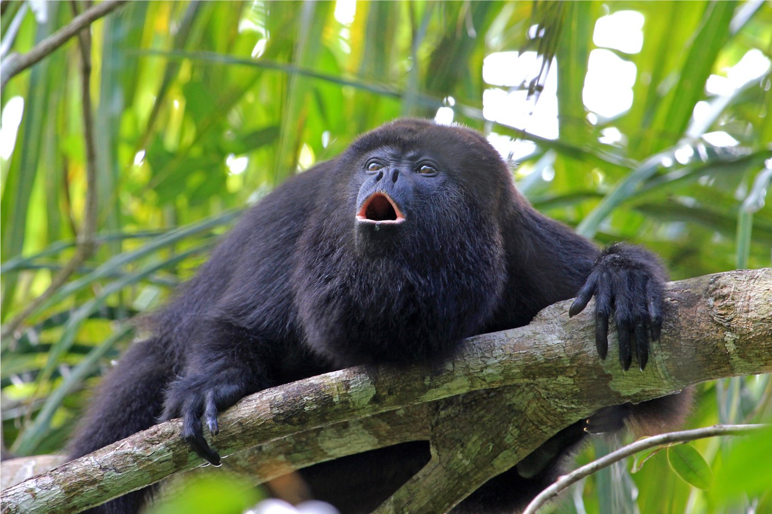 The Leakey Foundation | Dozens of Non-Human Primate Species Are Vulnerable  to COVID-19
