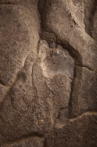 Fossil footprints reveal snapshot of group behavior in prehistoric ...