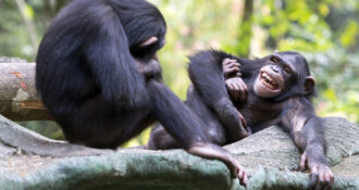 Chimpanzees playing