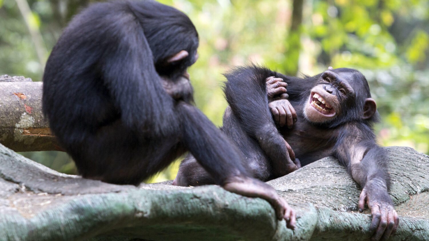 Chimpanzees playing