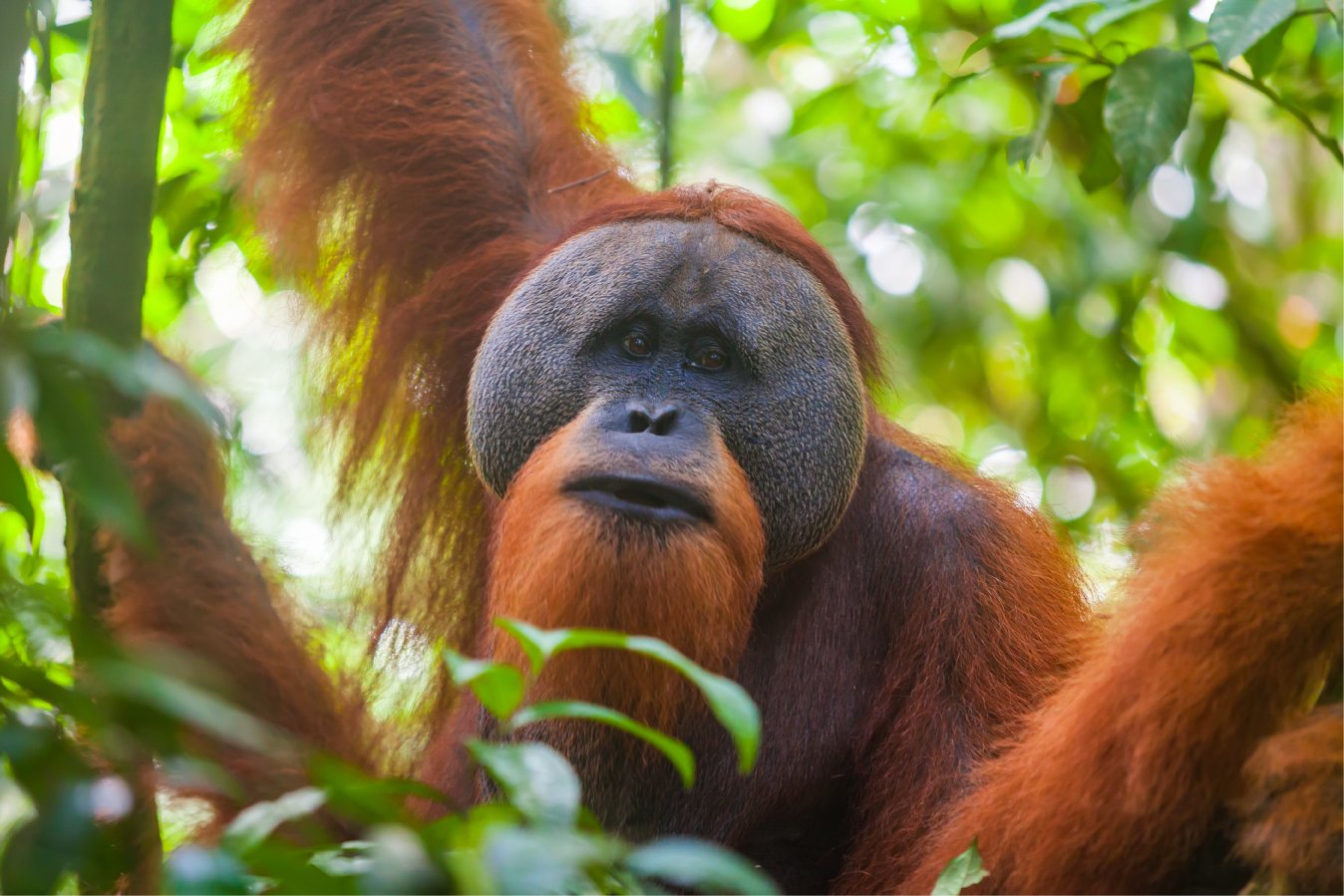 A wild male orangutan at a primate research field site.