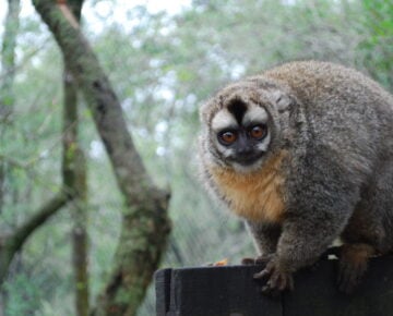 Owl monkey sitting on a wood sign