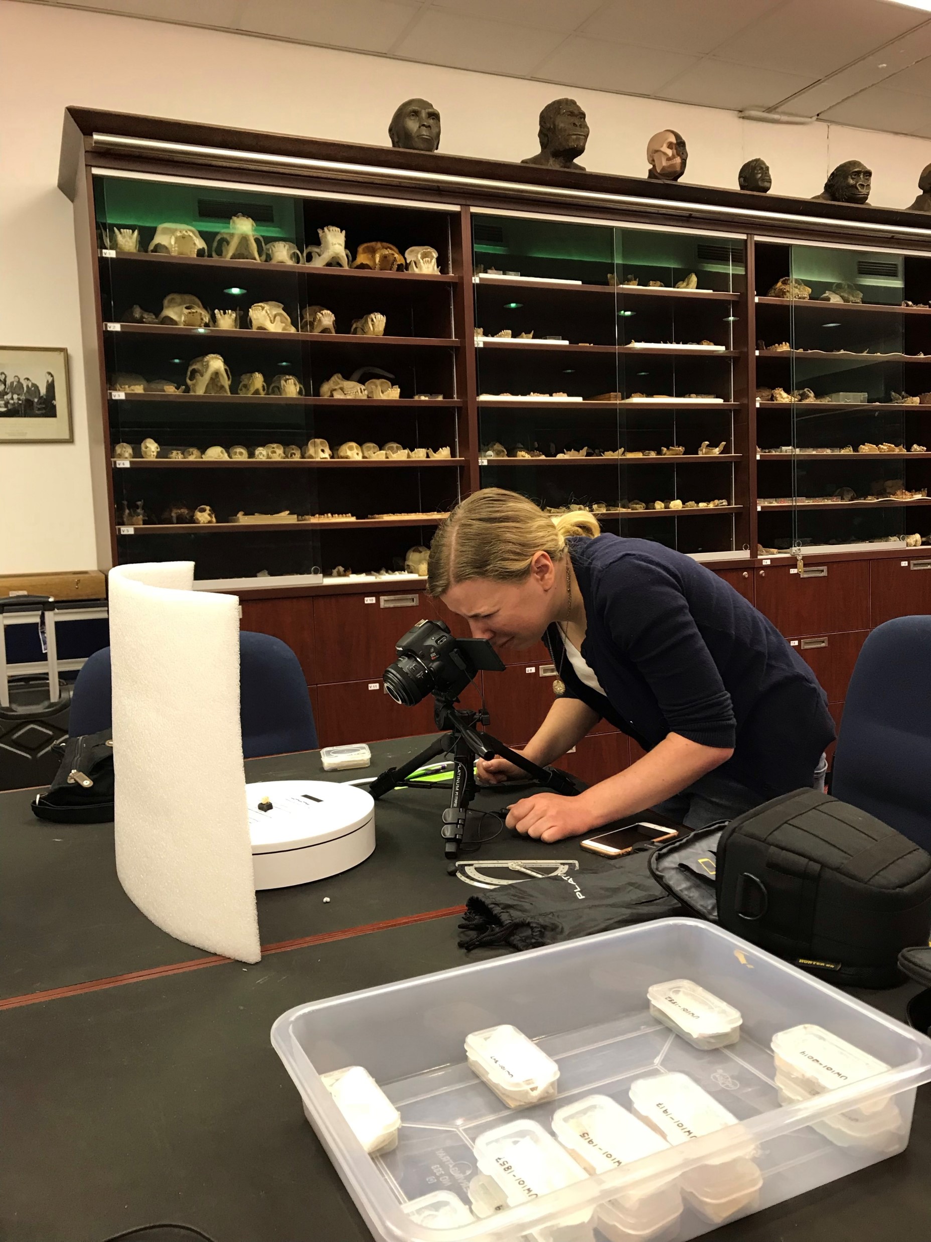 Margaret Furtner scanning Homo naledi molars in the Fossil Primate and Hominid Vault at Witswatersrand University in South Africa. There is a shelf behind her with casts and models of fossils.