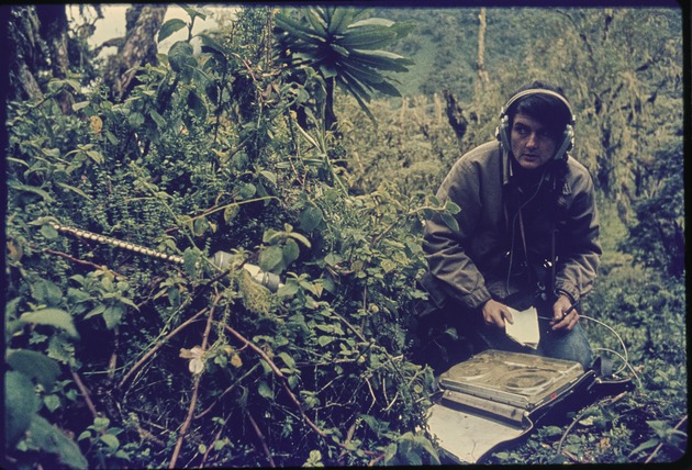 An archival photo of Dian Fossey, kneeling in dense vegetation wearing headphones, a canvas jacket, and jeans. She is looking intently toward a long microphone she has placed in a bush. A large reel-to-reel tape recorder sits on the ground in front of her.