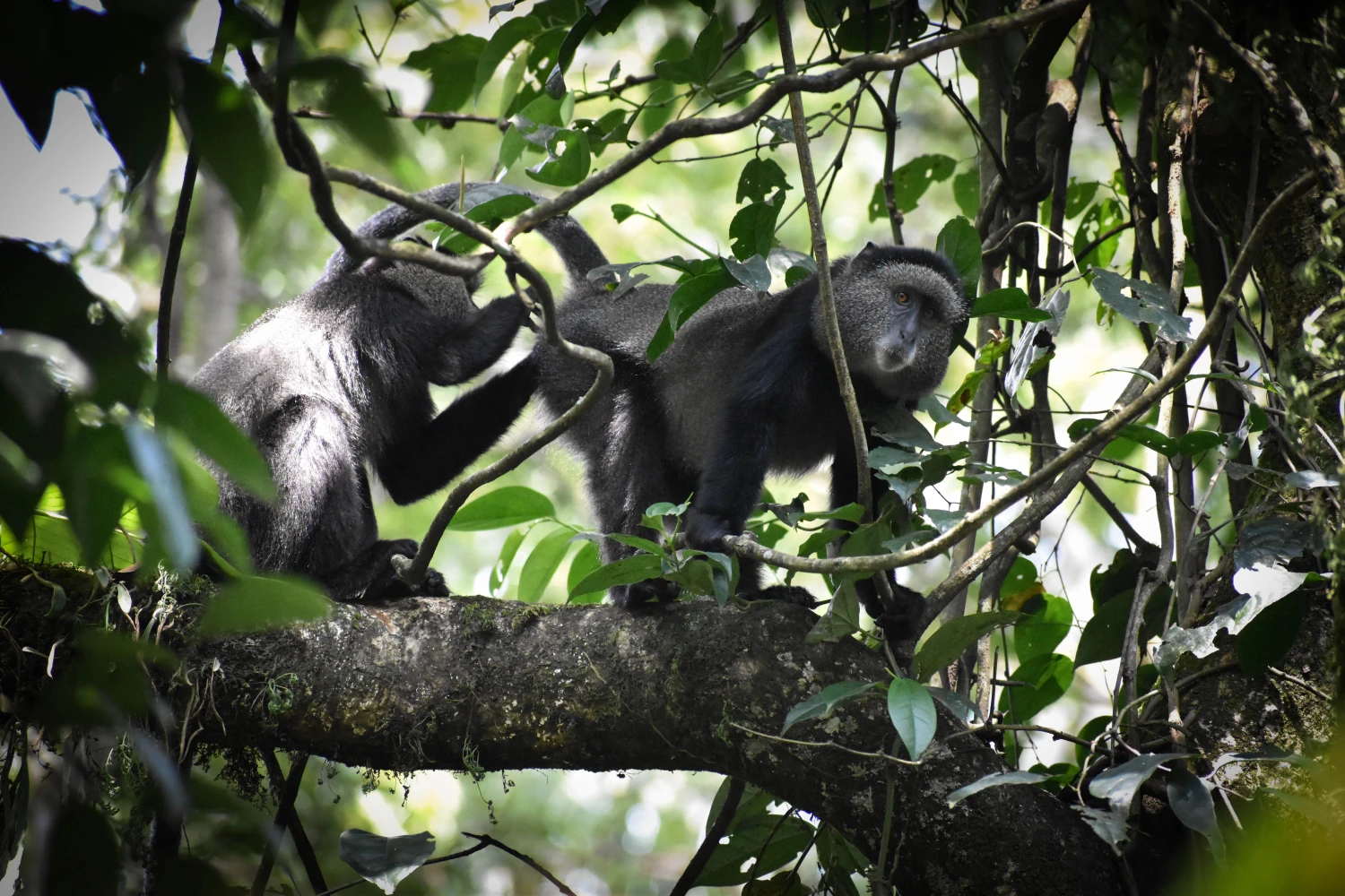 Wild blue monkeys grooming each other in a tree at the Kakamega Monkey Project field research site in Kenya.