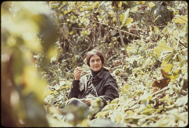 Dian Fossey sits among plants in the Virunga Mountains. She is taking notes as she observes gorillas during the early years of her mountain gorilla research study.