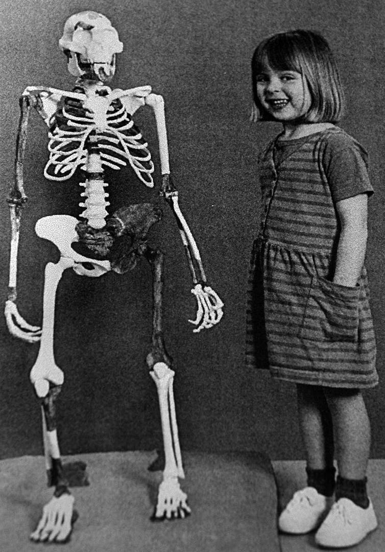 A black and white photo of a small girl standing next to the reconstructed skeleton of Lucy.