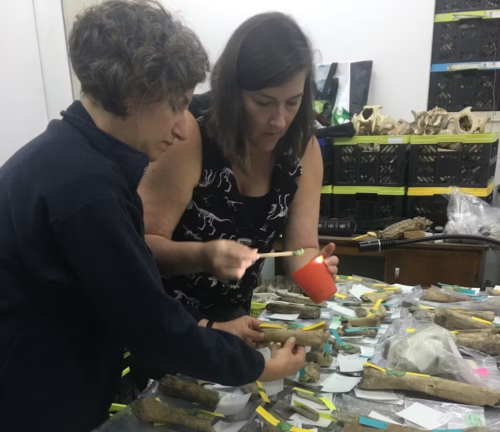 Two women working over a table covered in bones and plastic bags.