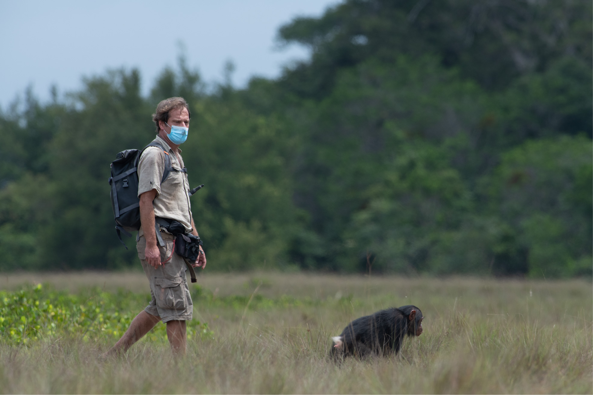Tobias Deschner wearing field clothes and a mask, follows a chimpanzee across a grassy savannah.