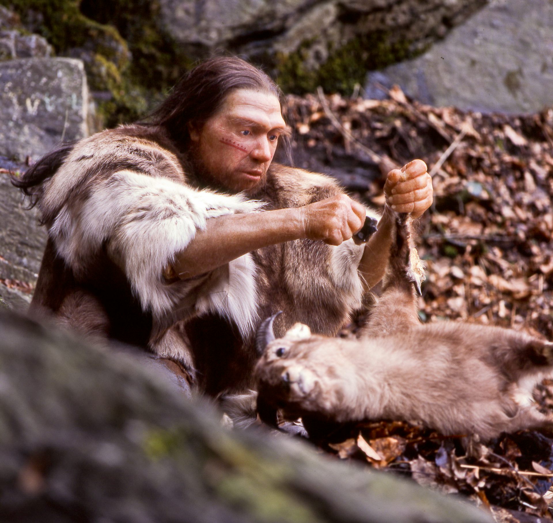 A reconstruction sculpture of a Neanderthal butchering an animal