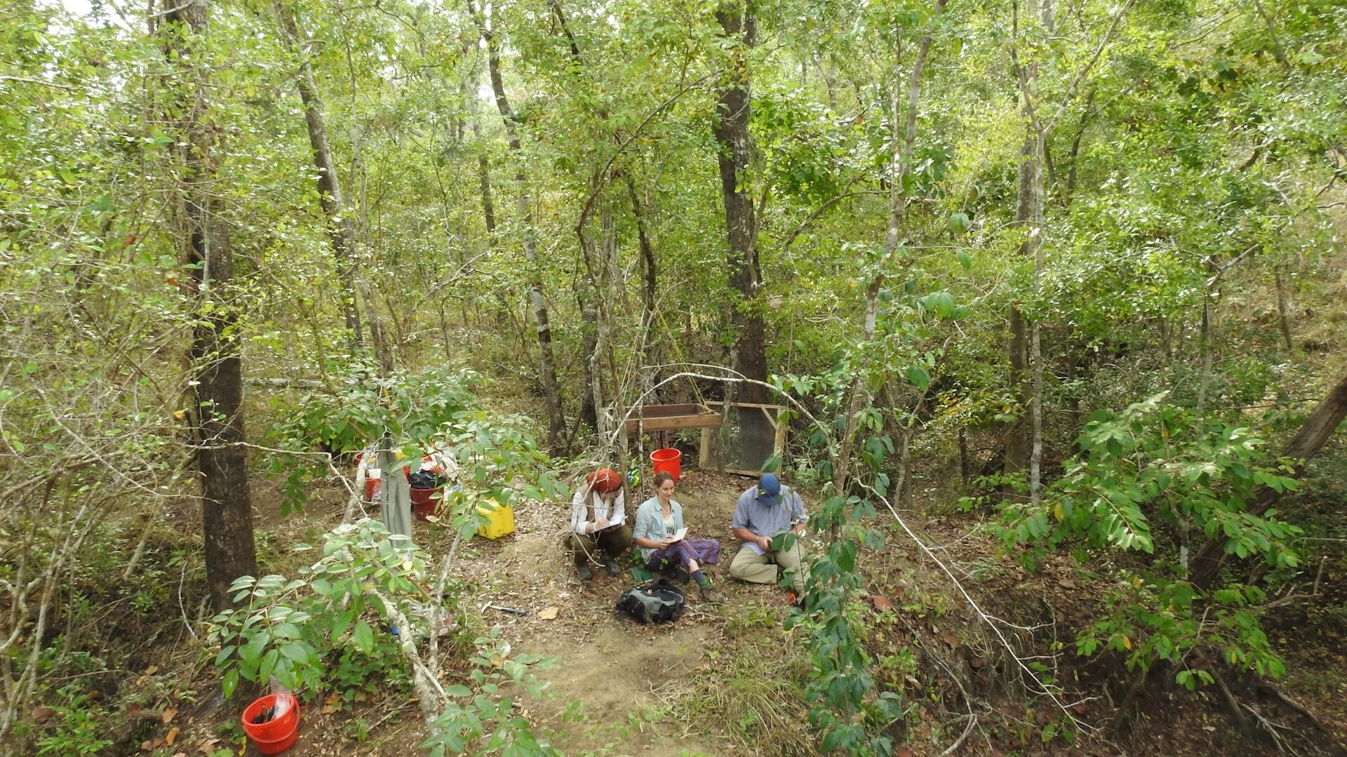 Field research in a lush, green, Eastern African coastal forest
