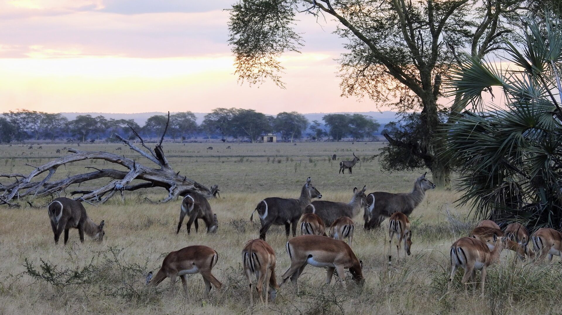 Animals at Gorongosa National Park
