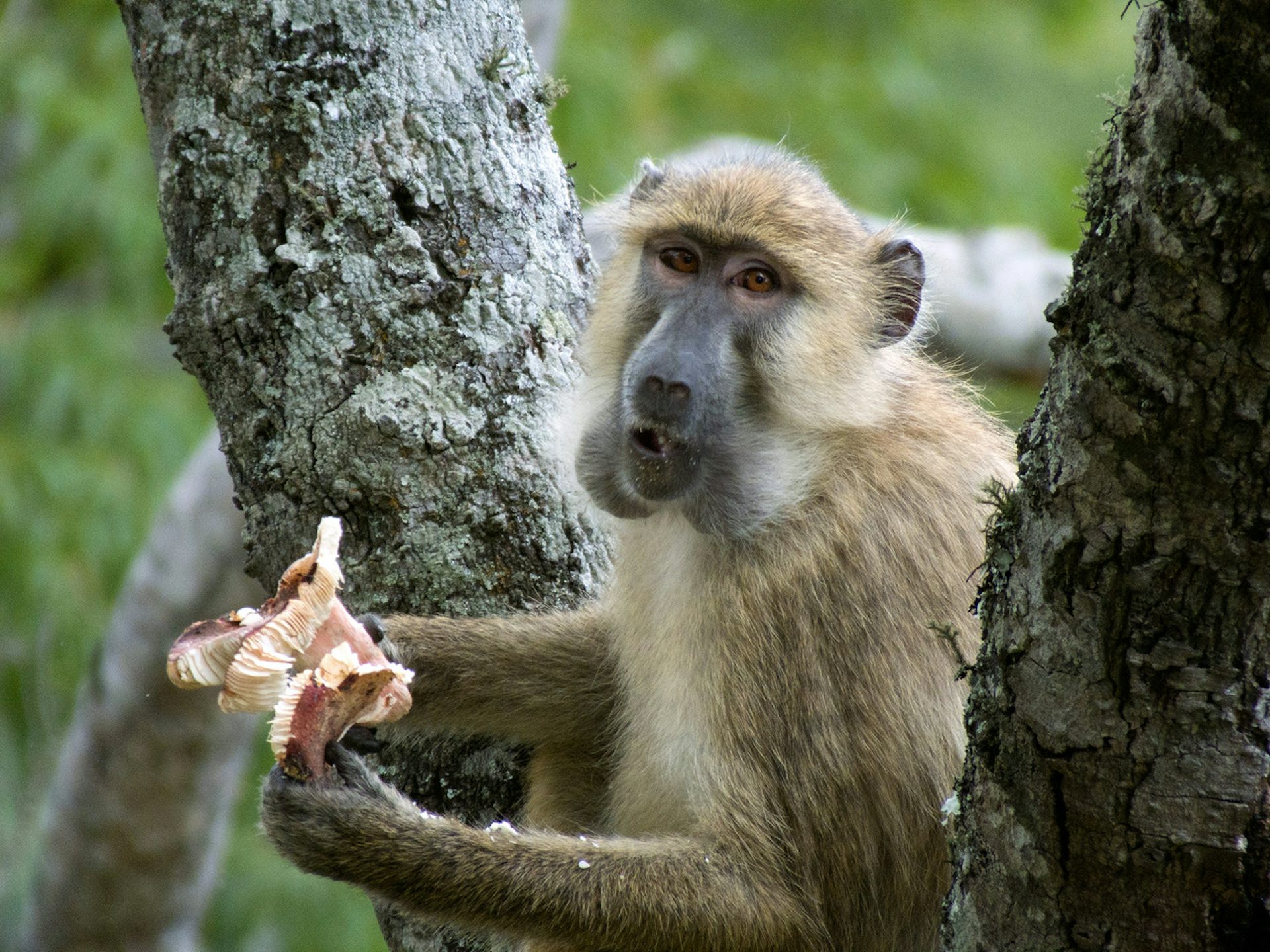 baboon eating mushroom