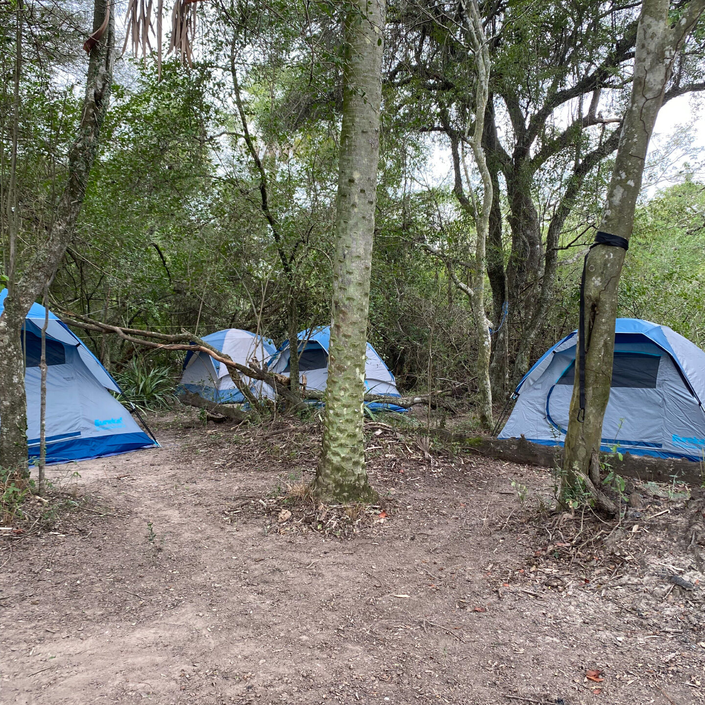 Blue tents in a cluster in a forest.